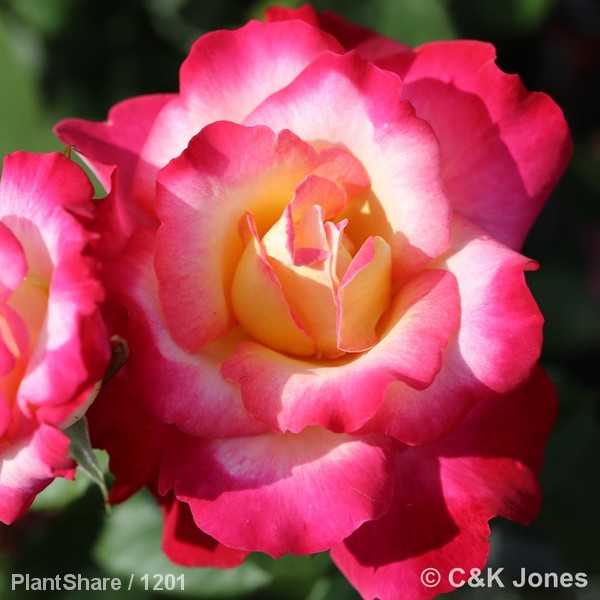 Awaiting product image