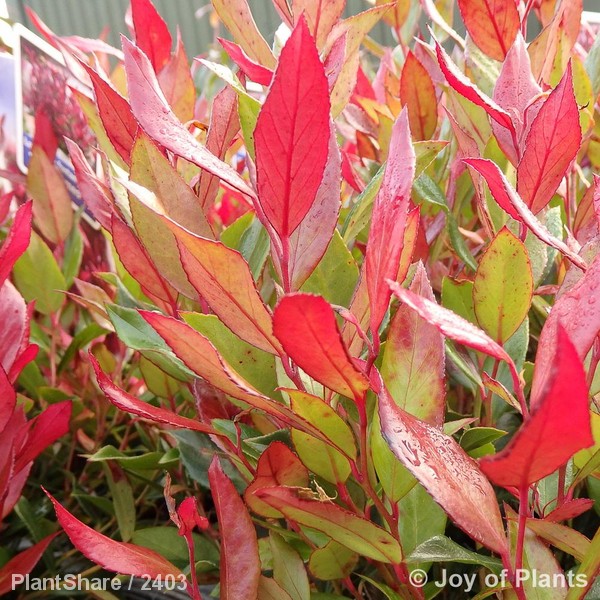 Awaiting product image