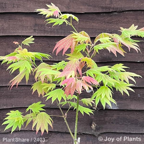 Awaiting product image