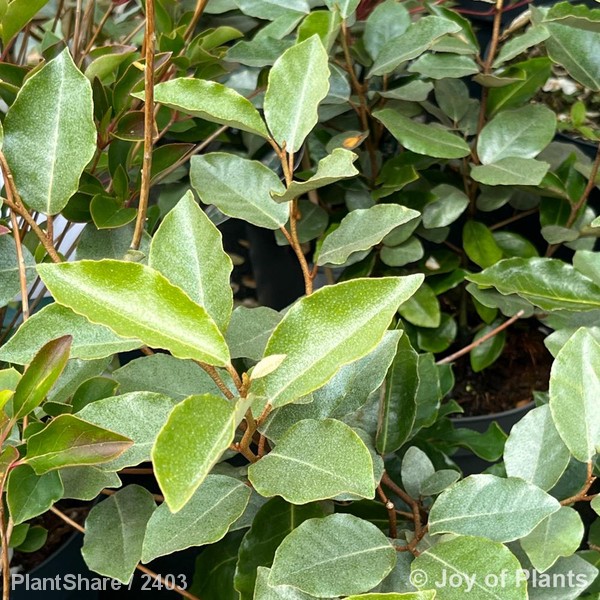 Awaiting product image